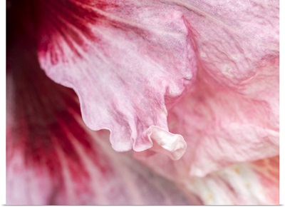 USA, Pennsylvania, Close-Up Of A Hibiscus Flower