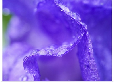 USA, Pennsylvania, Close-Up Of A Purple Iris Covered In Water From A Recent Rain