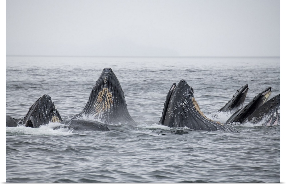 USA, SE Alaska, Inside Passage, Fredrick Sound. Humpback whales bubble net feeding.