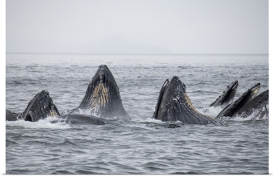 USA, Se Alaska, Inside Passage, Fredrick Sound, Humpback Whales Bubble Net Feeding