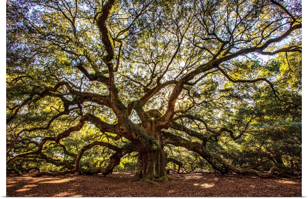 USA, South Carolina, Charleston, Angel Oak