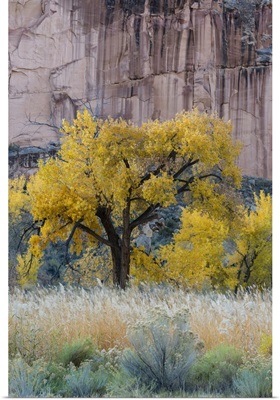 USA, Utah, Sandstone Cliff Face And Autumn Cottonwood Trees, Capital Reef National Park