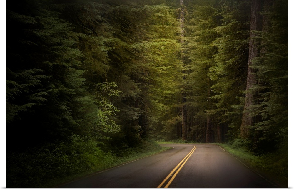 USA, Washington, Olympic National Park. Western hemlock trees line road.