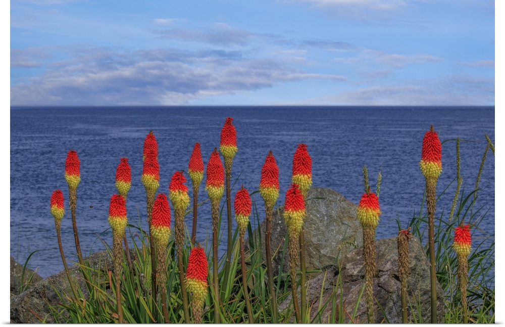 USA, Washington, Point No Point County Park. Red hot pokers plants and ocean.