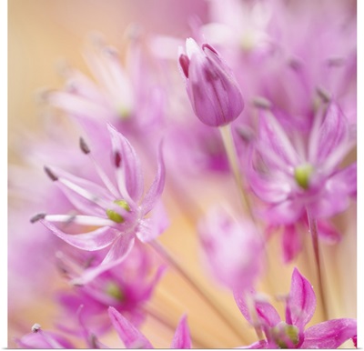 USA, Washington, Seabeck, Close-Up Of Allium Blossoms