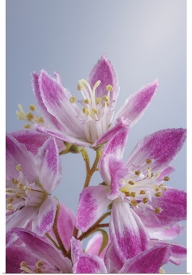 USA, Washington, Seabeck, Close-Up Of Deutzia Blossoms