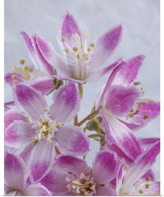 USA, Washington, Seabeck, Close-Up Of Deutzia Blossoms
