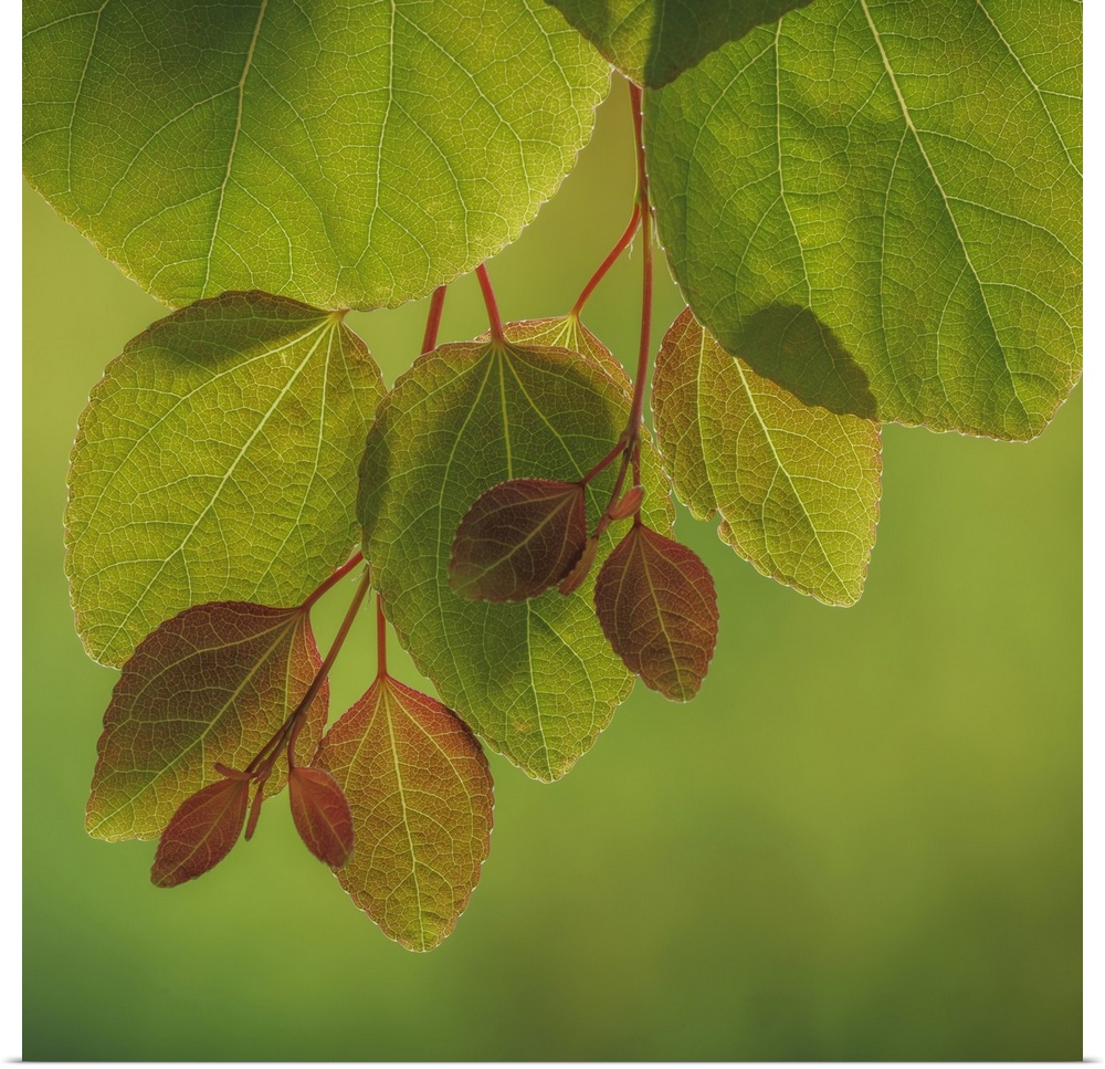 USA, Washington, Seabeck. Close-up of katsura tree leaves in spring.