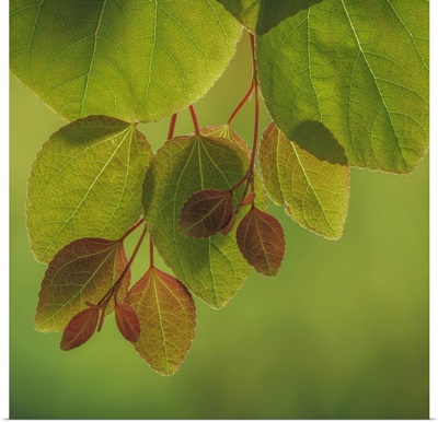 USA, Washington, Seabeck, Close-Up Of Katsura Tree Leaves In Spring