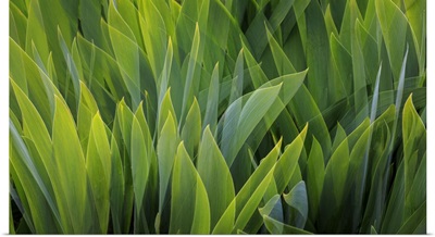 USA, Washington, Seabeck, Composite Of Iris Leaves