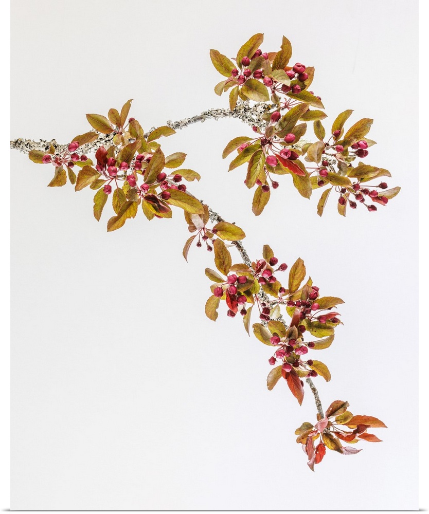 USA, Washington, Seabeck. Crabapple branches in spring.