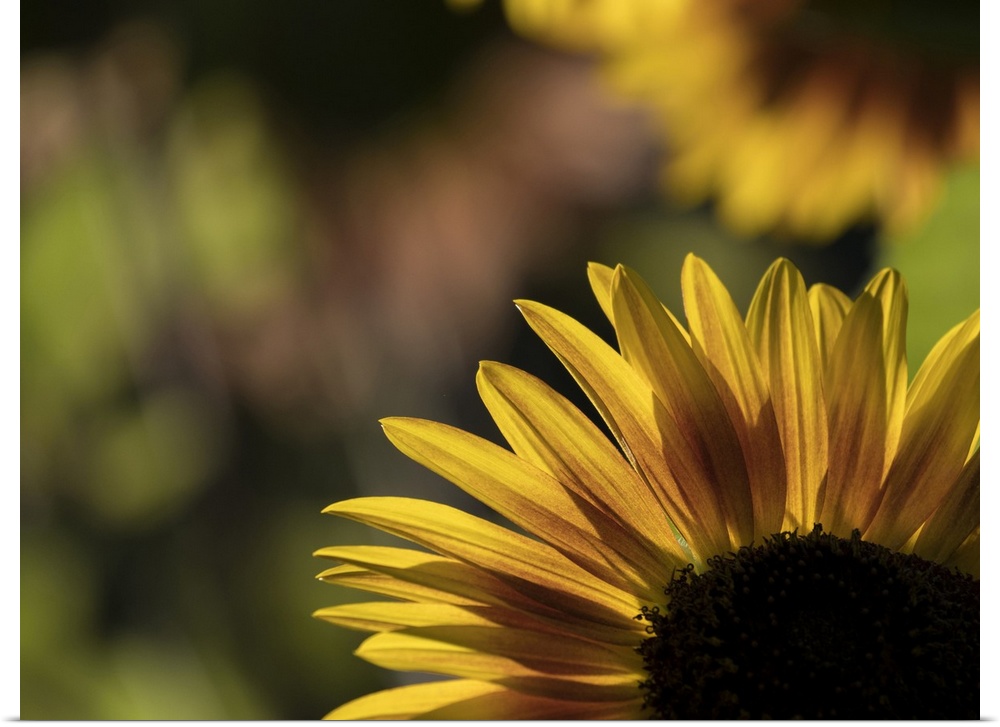 Usa, Washington State, Bellevue. Backlit common sunflower.