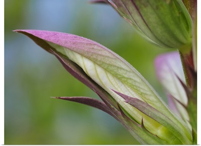USA, Washington State, Bellevue, Bear's Breeches Flower Close-Up