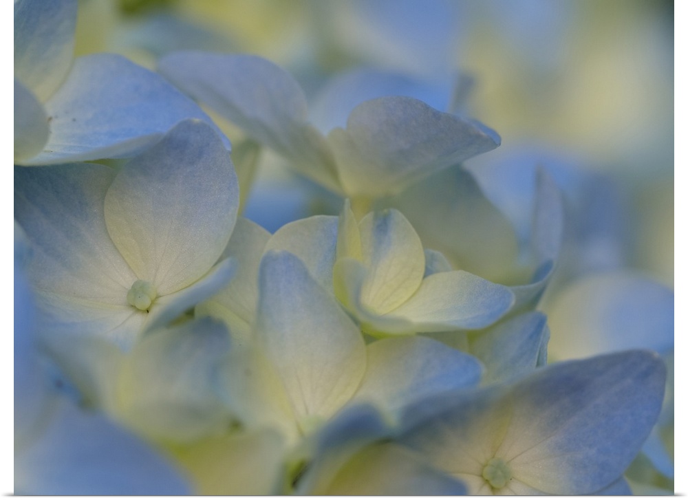 Usa, Washington State, Bellevue. Blue and white Bigleaf hydrangea flower.