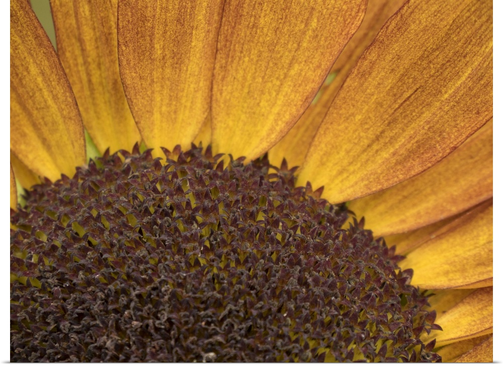 Usa, Washington State, Bellevue. Common sunflower close-up.