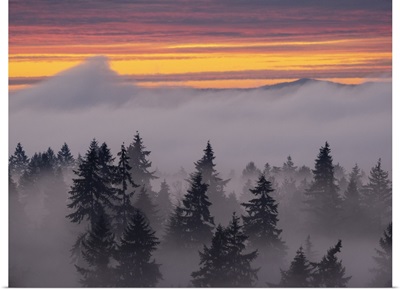 USA, Washington State, Bellevue, Douglas Fir Trees In Swirling Clouds At Sunset