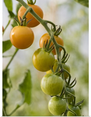 USA, Washington State, Carnation, Orange Tomatoes Growing On Vine