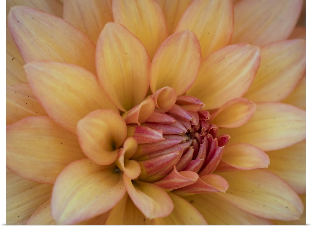 Usa, Washington State, Duvall. Orange Garden dahlia close-up.