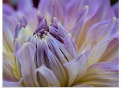 USA, Washington State, Duvall, Purple Garden Dahlia Close-Up