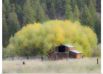 USA, Washington State, Okanogan County, Old Barn In A Field In The Fall