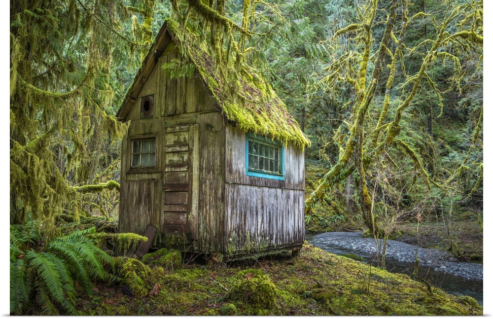 USA, Washington state, Olympic national park. Tolkien-like abandoned cabin.