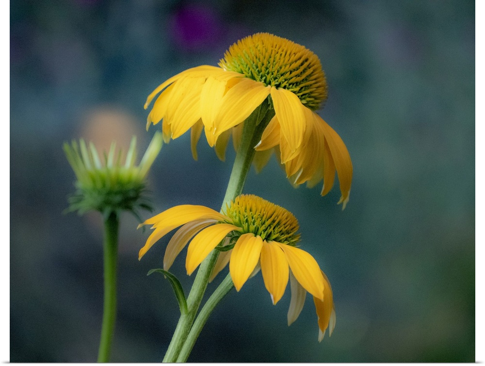USA, Washington State, Pacific Northwest, Sammamish yellow cone flower. United States, Washington State.