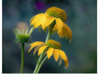 USA, Washington State, Pacific Northwest, Sammamish Yellow Cone Flower