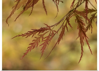 USA, Washington State, Renton, Japanese Maple In Autumn