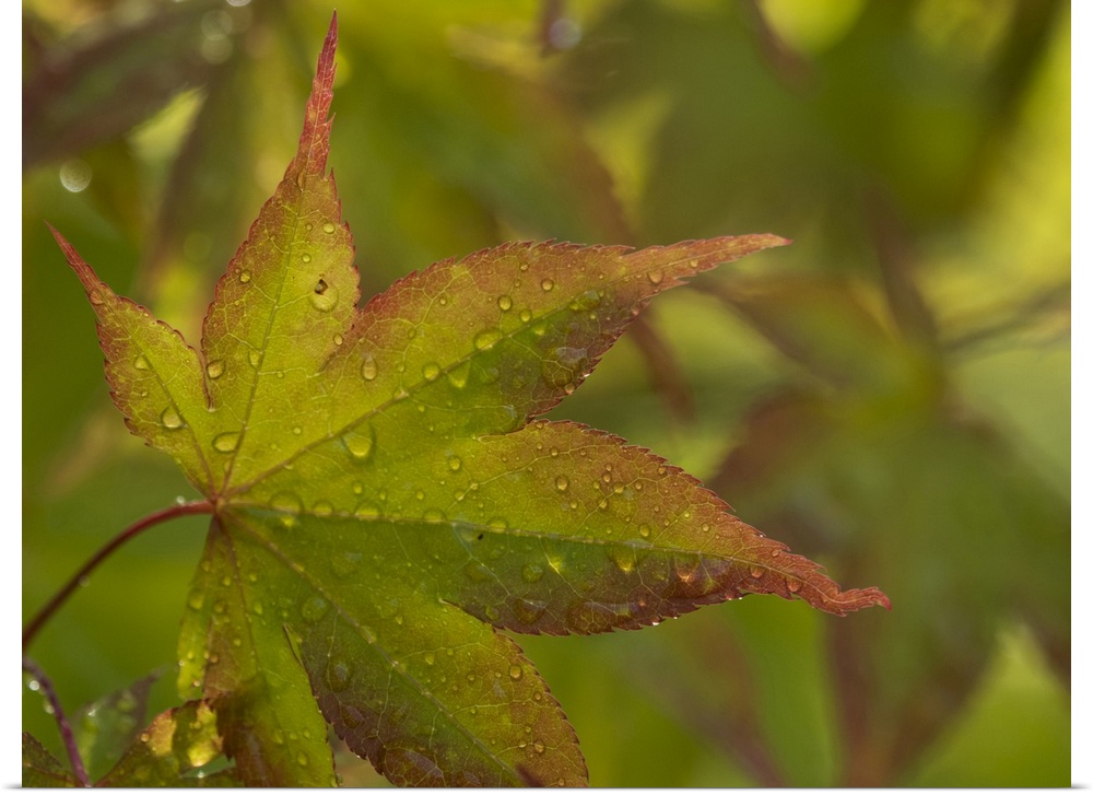 Usa, Washington State, Renton. Japanese maple with water droplets from rain in autumn.
