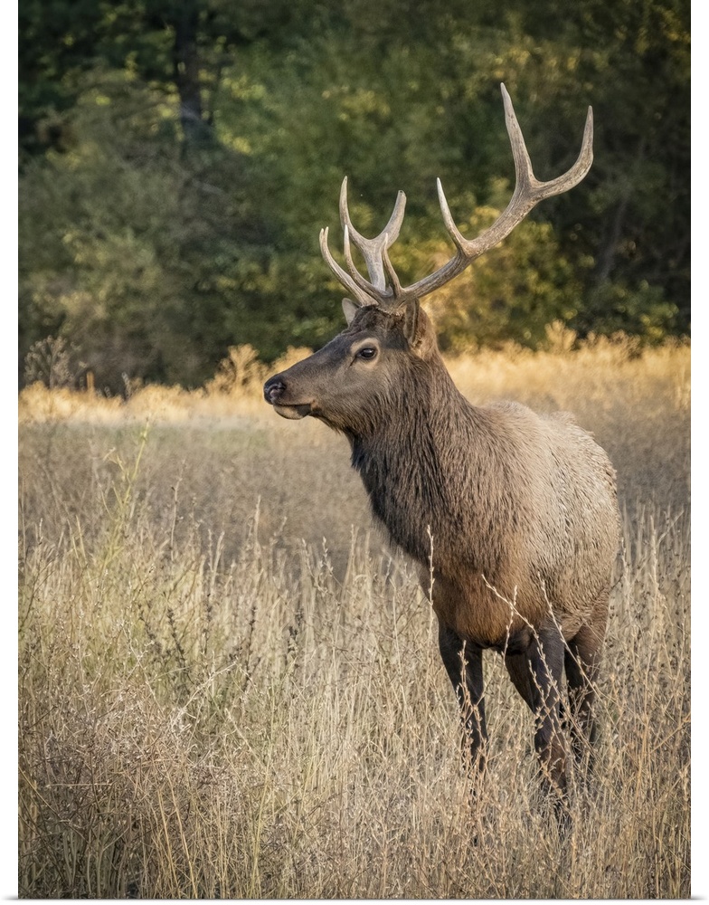 Usa, Washington State, Roslyn. Bull Roosevelt Elk in grass.
