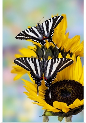 USA, Washington State, Sammamish, Zebra Swallowtail Butterfly On Sunflower