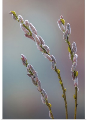 USA, Washington State, Seabeck, Dew-Covered Pussy Willows