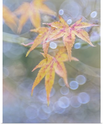 USA, Washington State, Seabeck, Japanese Maple Leaves After Autumn Rainstorm