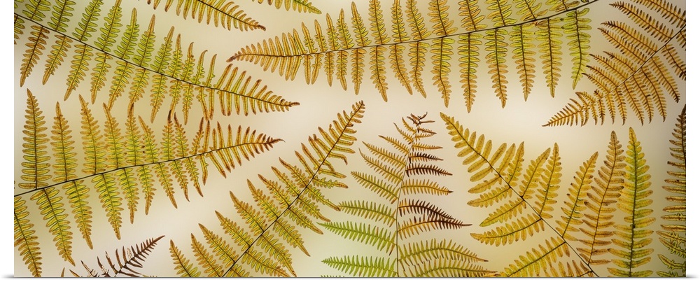 USA, Washington State, Seabeck. Panoramic of bracken fern pattern. United States, Washington State.