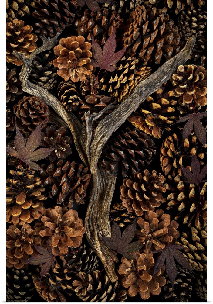 USA, Washington state, Seabeck. Pine cones and fall leaves.