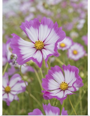 USA, Washington State, Snoqualmie Valley, Pink And White Garden Cosmos In Field On Farm