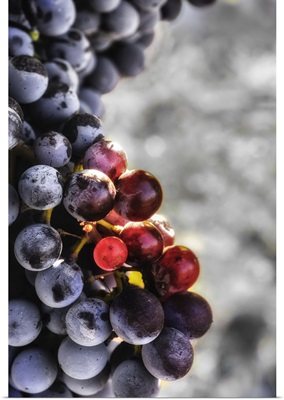 USA, Washington State, Yakima Valley, Tempranillo Grapes In The Last Stages Of Veraison