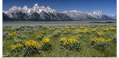 USA, Wyoming, Grand Teton Range And Arrowleaf Balsamroot Wildflowers