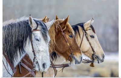 USA, Wyoming, Hideout Horse Ranch, Horses In A Row