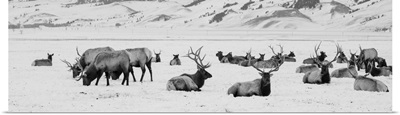 USA, Wyoming, Tetons National Park, National Elk Refuge, Large Elk Herd In Winter