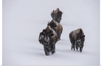 USA, Wyoming, Yellowstone National Park, Bison Herd In The Snow
