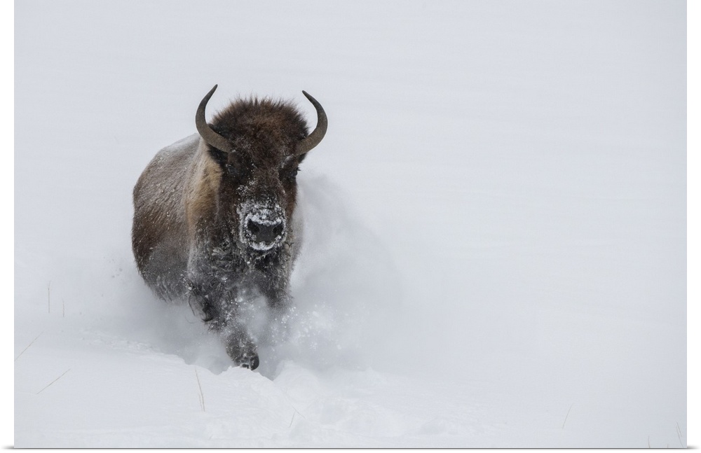 USA, Wyoming, Yellowstone National Park. Lone bull bison running in deep snow. United States, Wyoming.