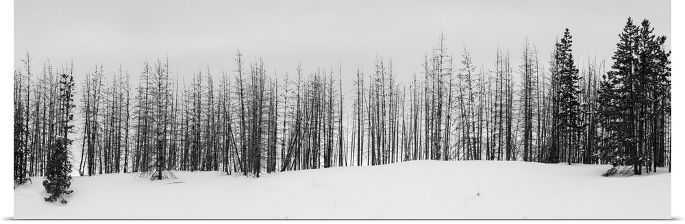 USA, Wyoming, Yellowstone National Park. Winter line of trees. United States, Wyoming.