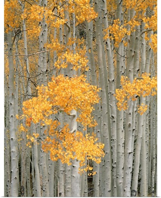 Utah, Aspen grove in autumn on Fish Lake Plateau