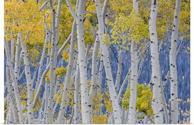 Utah, Fishlake National Forest. Aspen trees in autumn