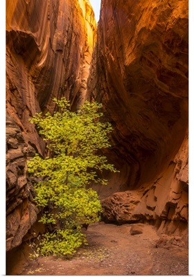Utah, Grand Staircase-Escalante National Monument, Slot Canyon Cliff And Tree In Autumn