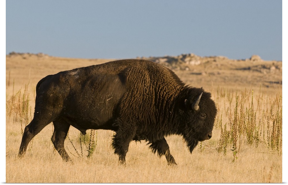 Utah, Great Salt Lake. Herd of American Bison is managed on Antelope Island, brought in 1893 when bison were near extincti...