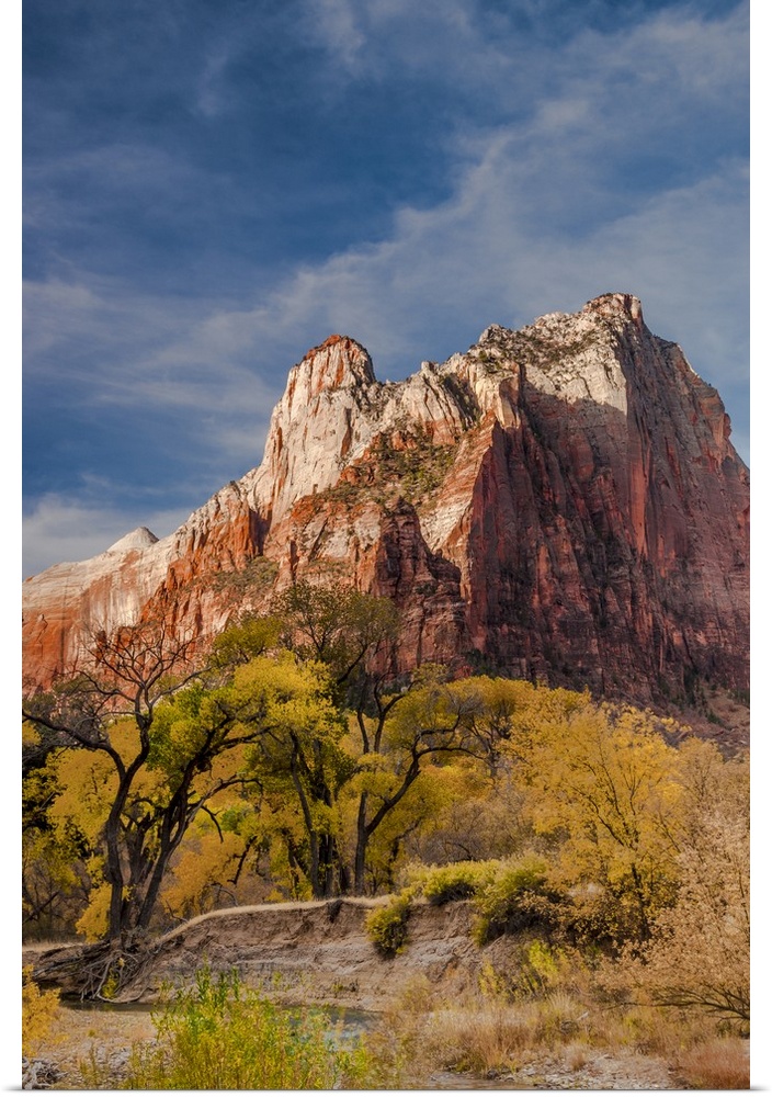 North America, USA, Utah, Zion National Park.  Autumn foliage in front of the Sentinel in  Zion National Park, UT
