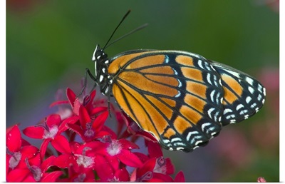 Viceroy Butterfly that mimics the Monarch Butterfly