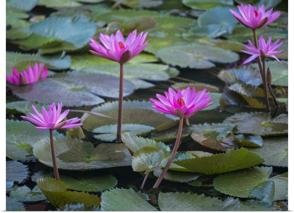 Vietnam, Mui Ne, Pink Water Lilies